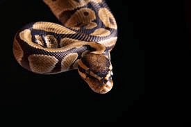 python classe