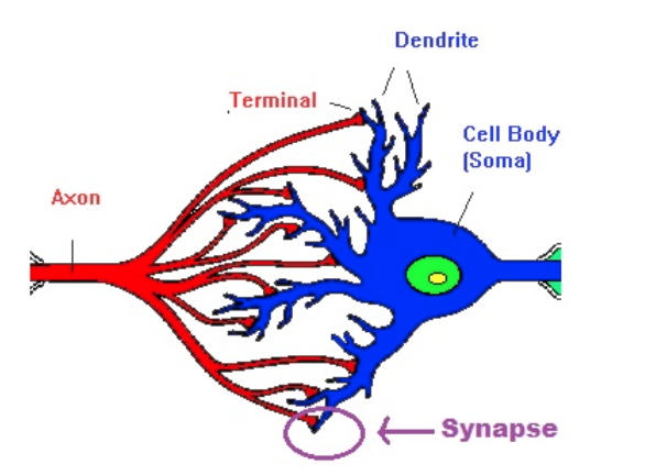 neurones biologique