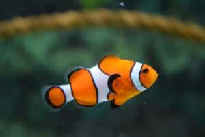 Poisson clown