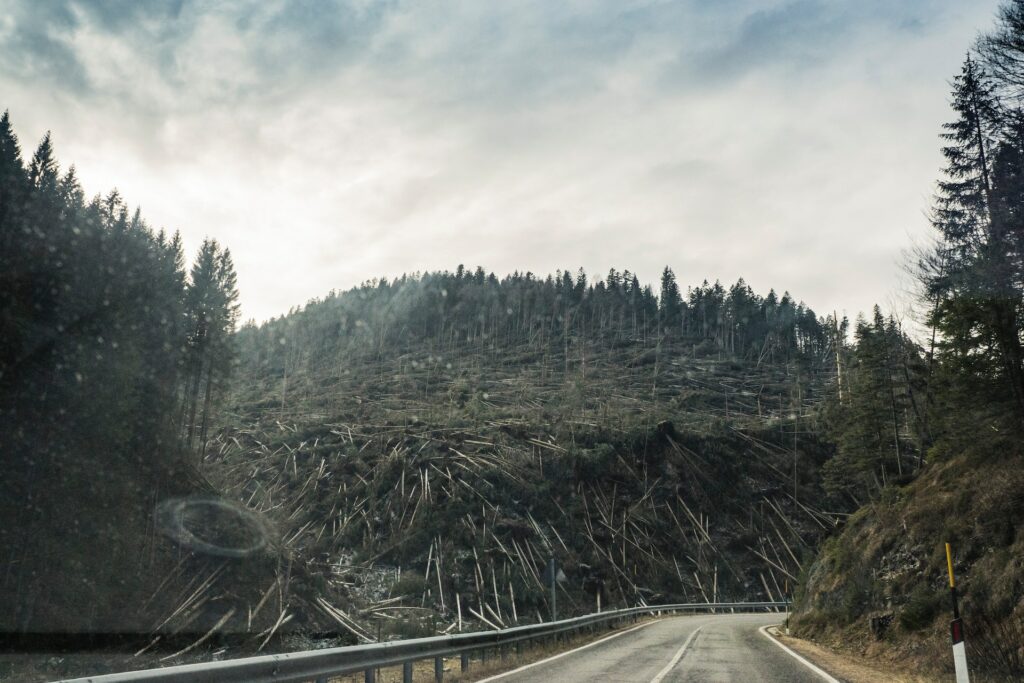 Forêt brulée au bord de la route